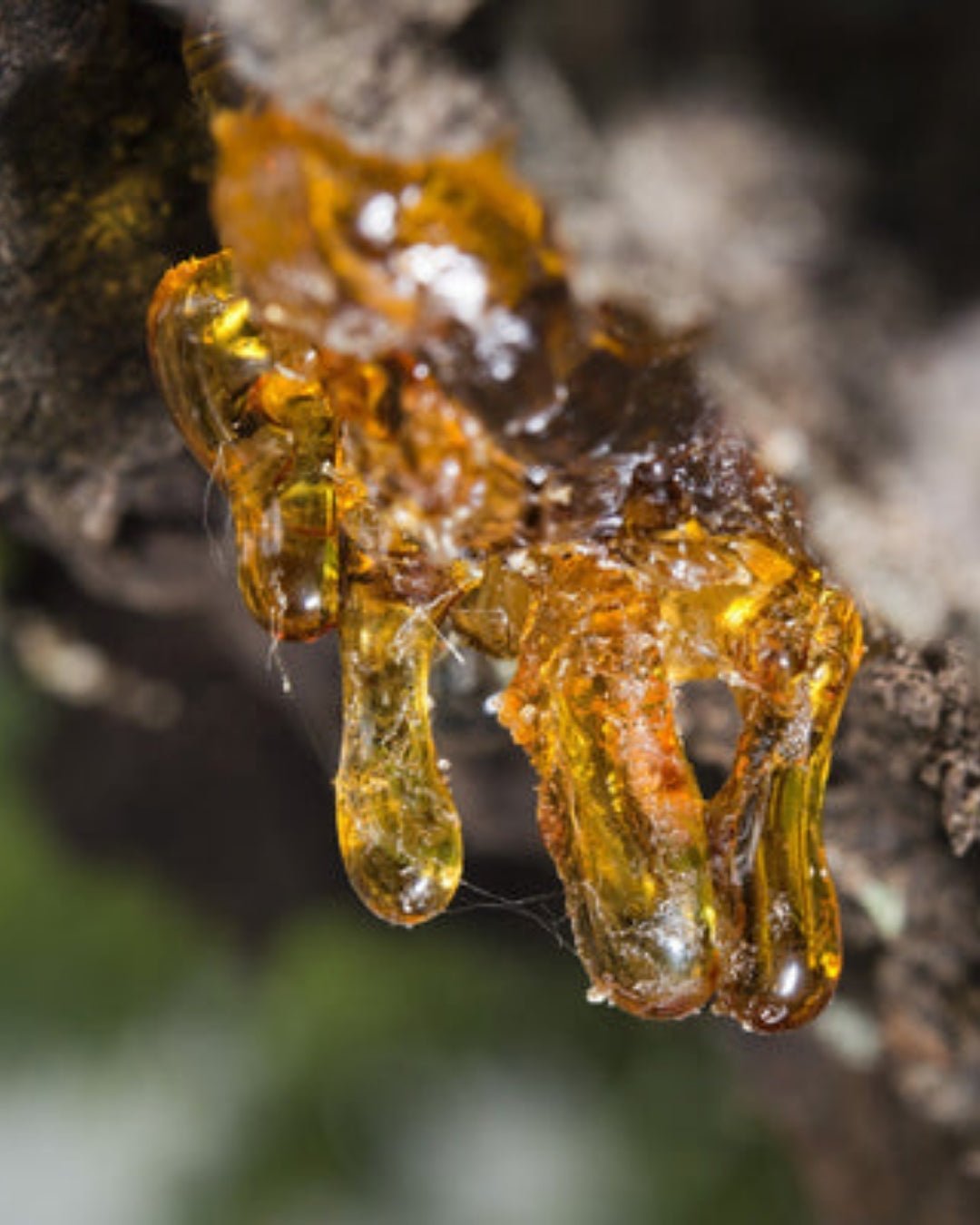 Copaiba Balsam - Ladoni Kind Beauty