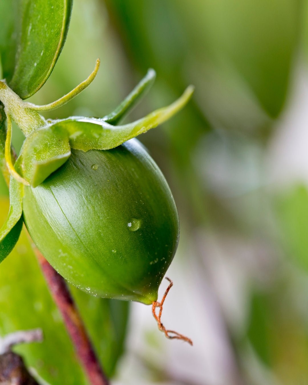 Jojoba Seed Oil - Ladoni Kind Beauty