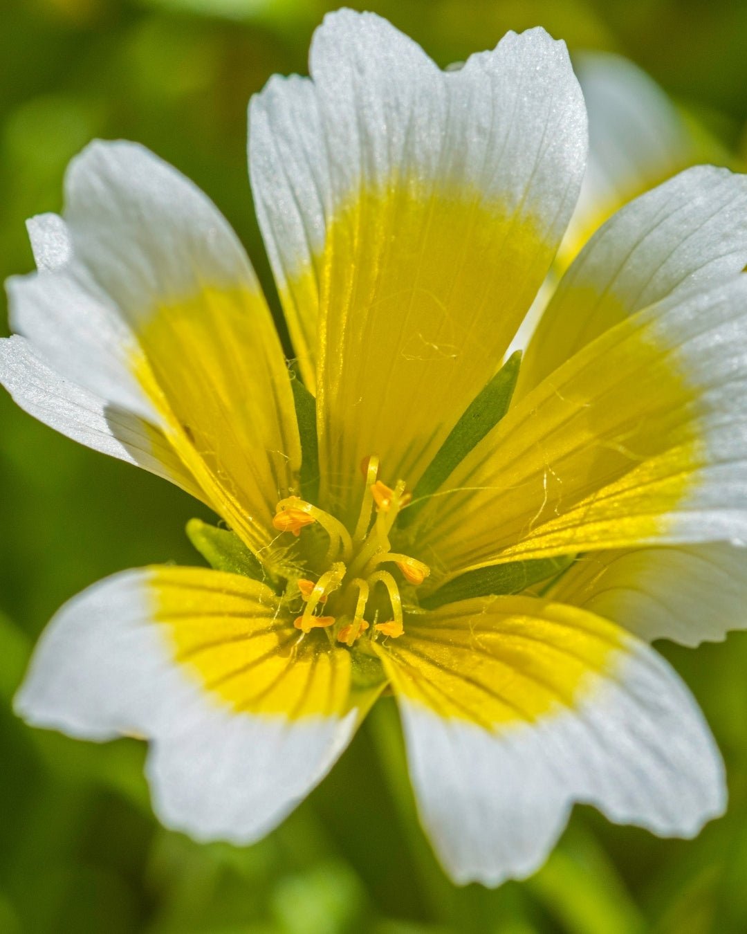 Meadowfoam Seed Oil - Ladoni Kind Beauty