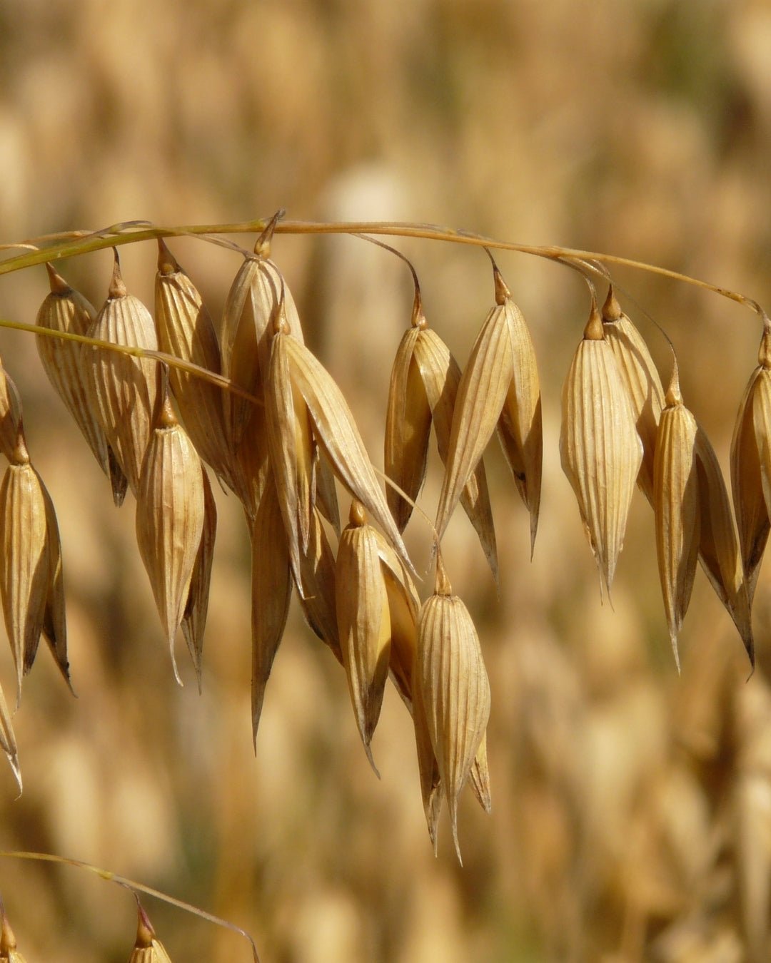 Oat Kernel Oil - Ladoni Kind Beauty